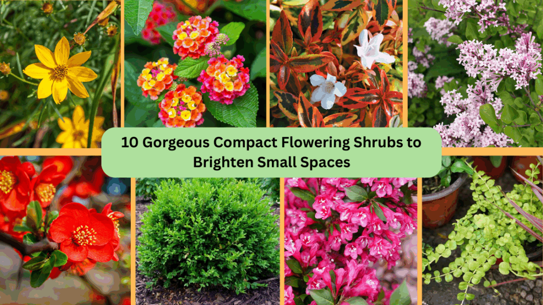 10 Gorgeous Compact Flowering Shrubs to Brighten Small Spaces