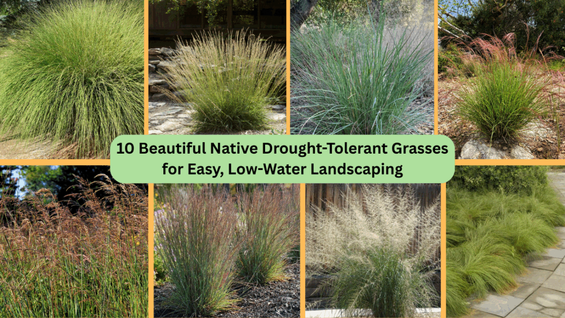 10 Beautiful Native Drought-Tolerant Grasses for Easy, Low-Water Landscaping