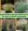 10 Beautiful Native Drought-Tolerant Grasses for Easy, Low-Water Landscaping