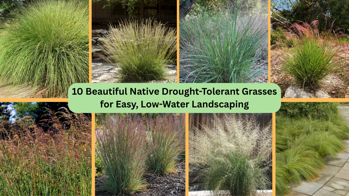 10 Beautiful Native Drought-Tolerant Grasses for Easy, Low-Water Landscaping