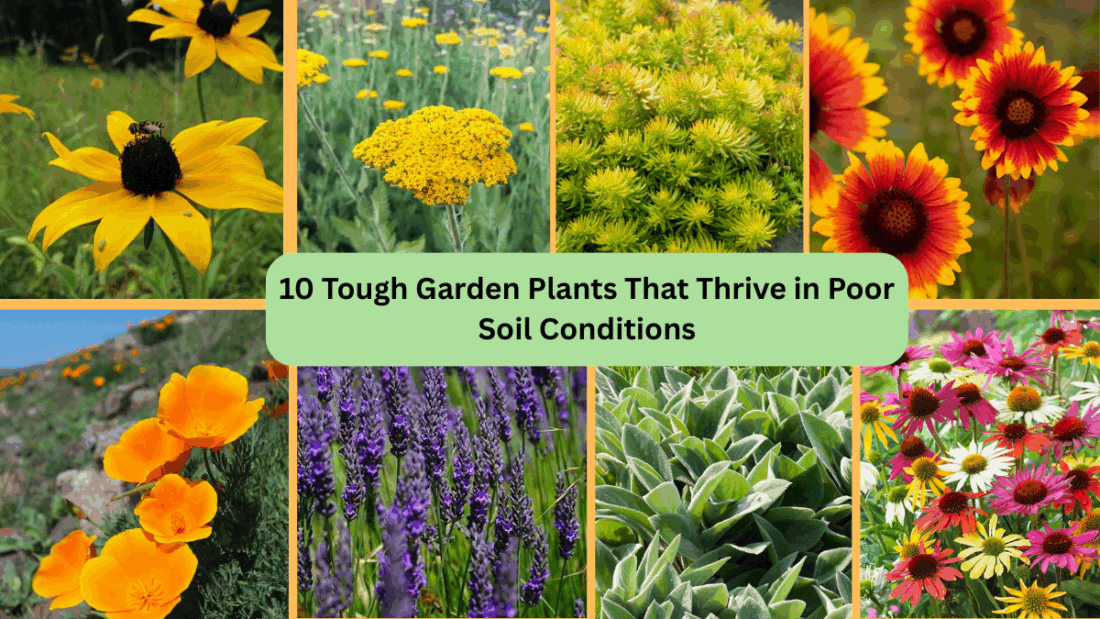10 Tough Garden Plants That Thrive in Poor Soil Conditions