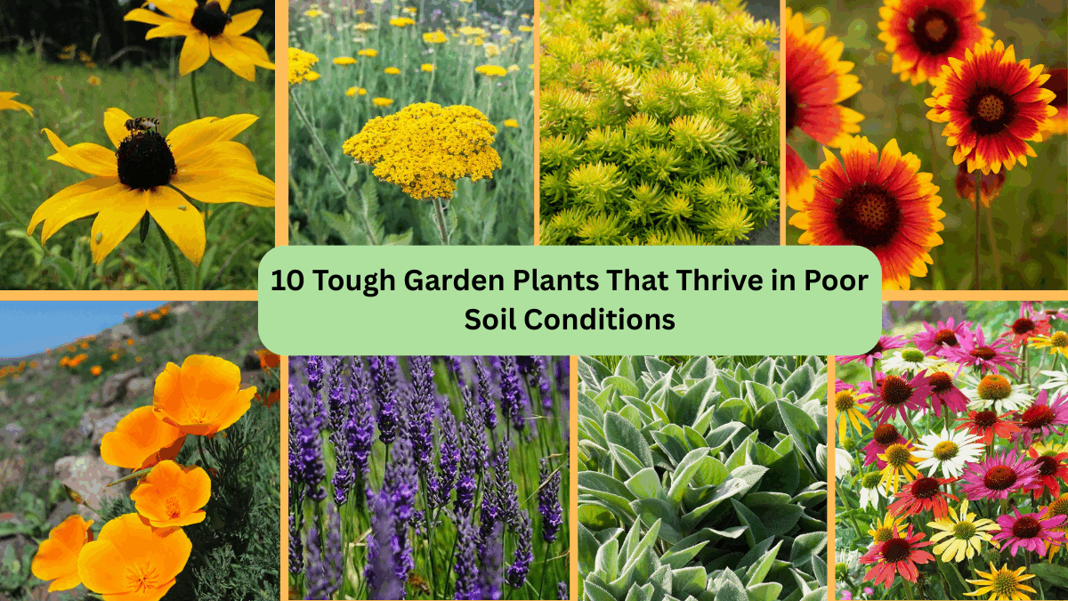 10 Tough Garden Plants That Thrive in Poor Soil Conditions