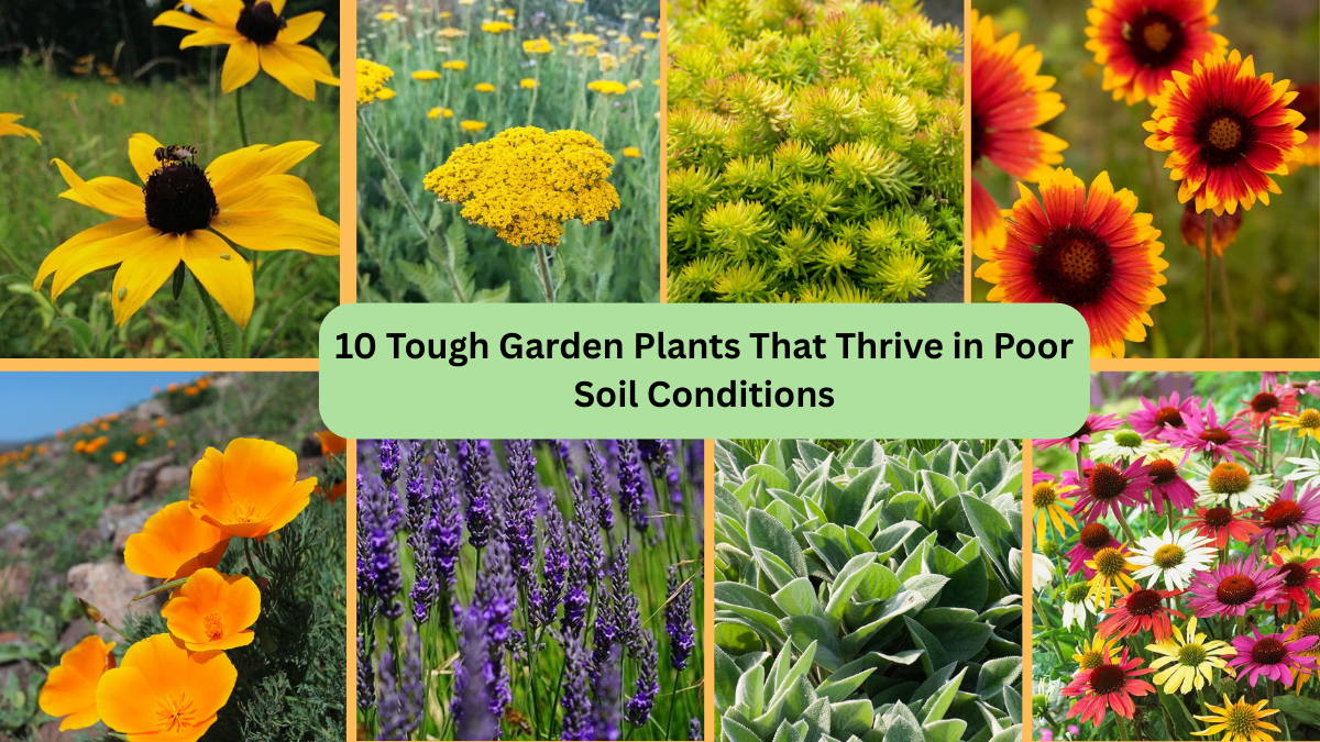 10 Tough Garden Plants That Thrive in Poor Soil Conditions
