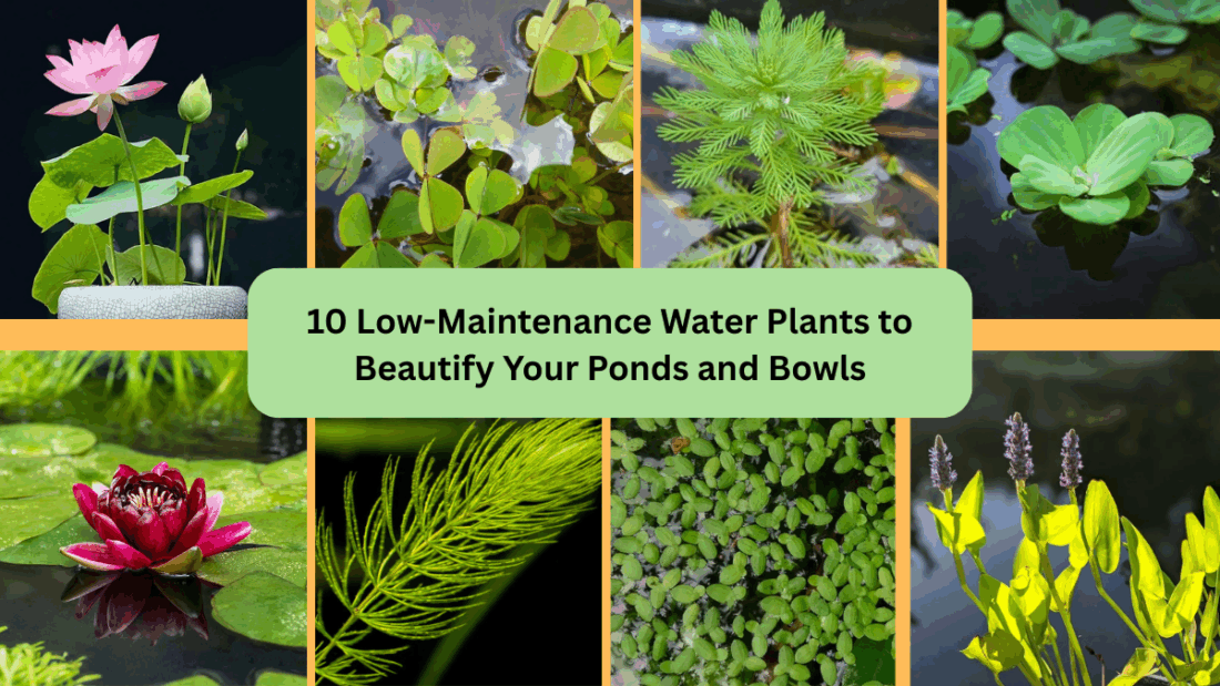 10 Low-Maintenance Water Plants to Beautify Your Ponds and Bowls