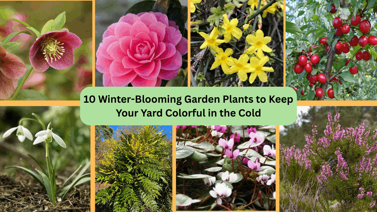 10 Winter-Blooming Garden Plants to Keep Your Yard Colorful in the Cold