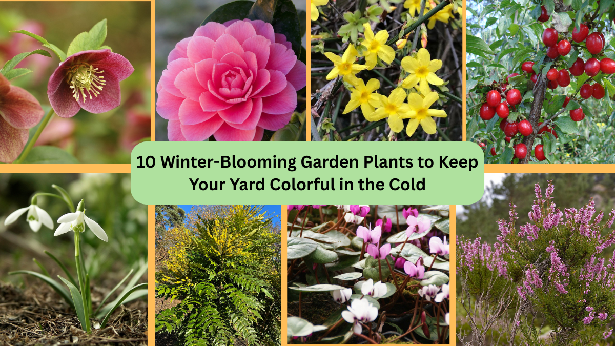 10 Winter-Blooming Garden Plants to Keep Your Yard Colorful in the Cold