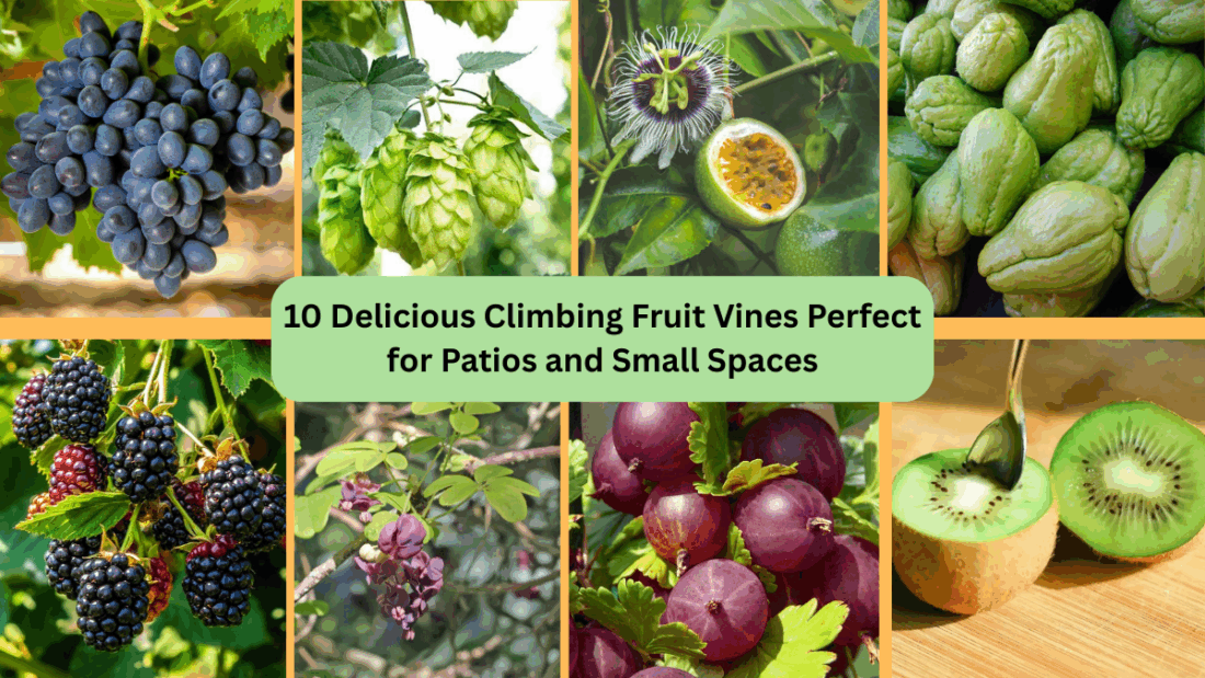 10 Delicious Climbing Fruit Vines Perfect for Patios and Small Spaces