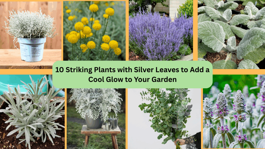 10 Striking Plants with Silver Leaves to Add a Cool Glow to Your Garden