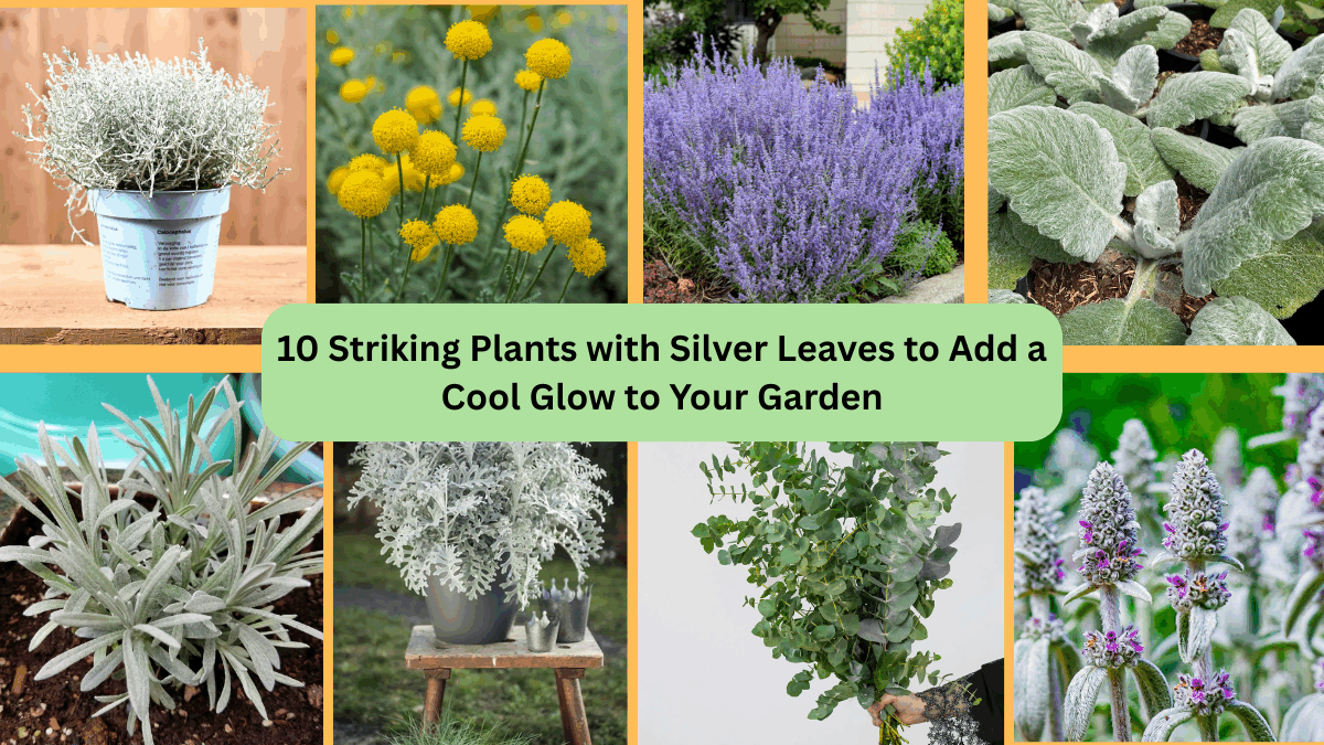 10 Striking Plants with Silver Leaves to Add a Cool Glow to Your Garden