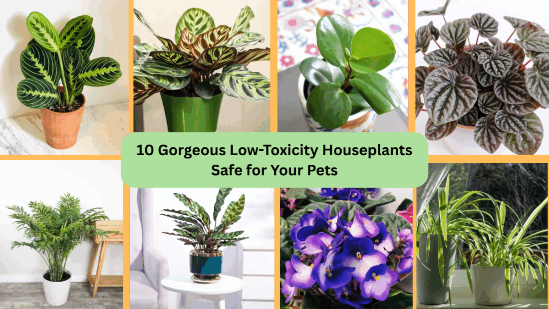 10 Gorgeous Low-Toxicity Houseplants Safe for Your Pets