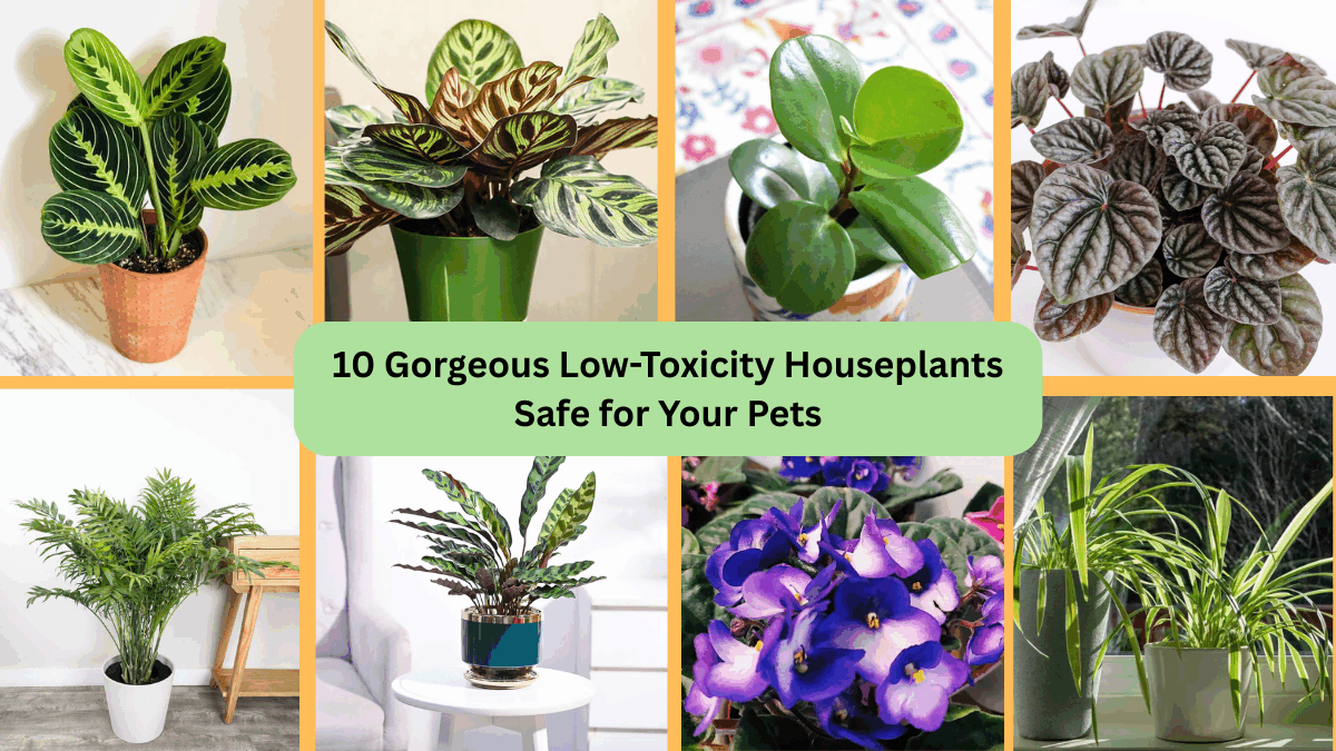 10 Gorgeous Low-Toxicity Houseplants Safe for Your Pets