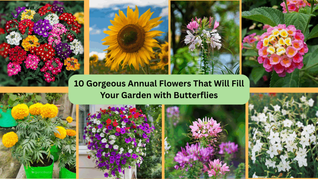 10 Gorgeous Annual Flowers That Will Fill Your Garden with Butterflies