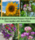 10 Gorgeous Annual Flowers That Will Fill Your Garden with Butterflies