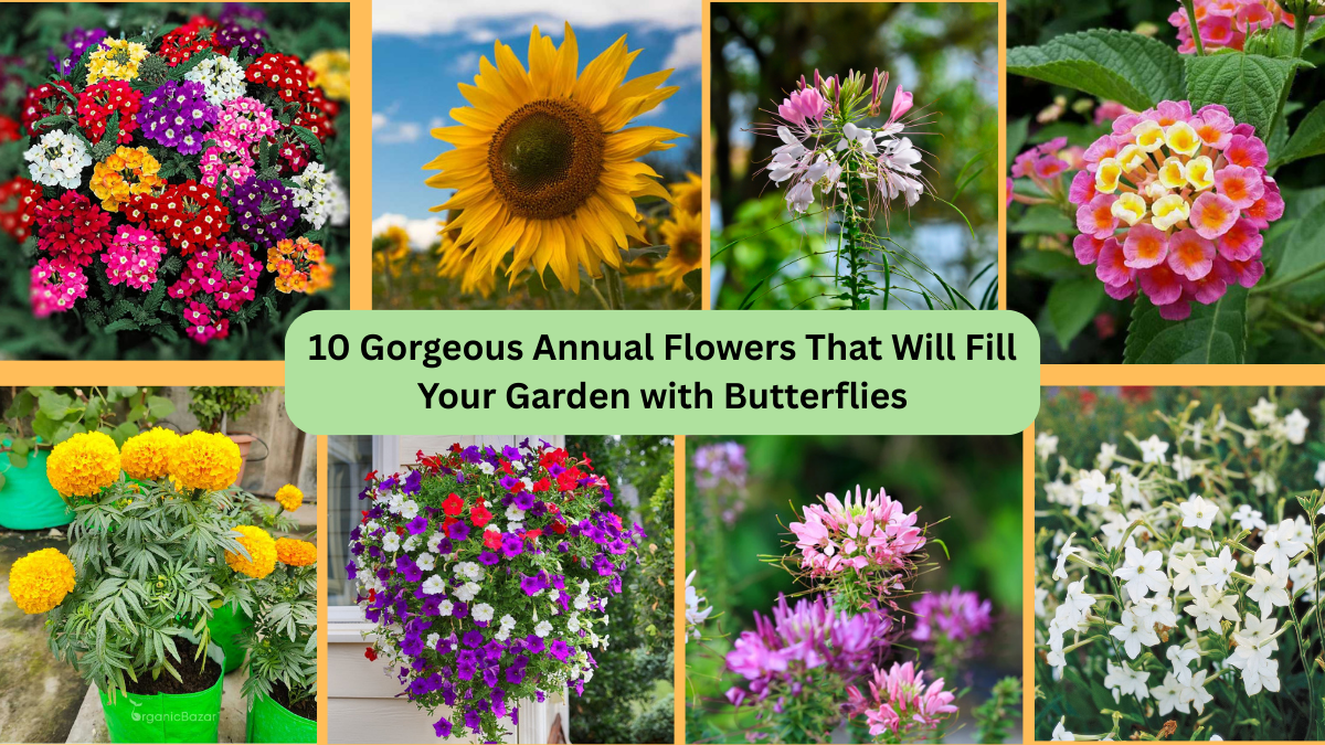 10 Gorgeous Annual Flowers That Will Fill Your Garden with Butterflies