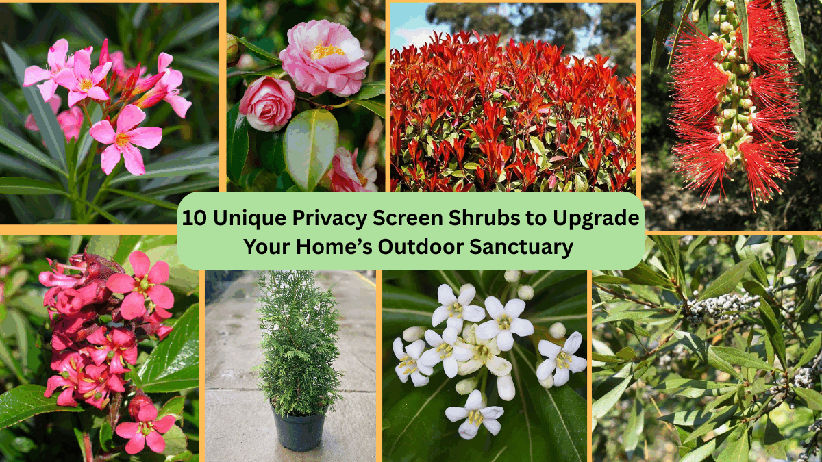 10 Unique Privacy Screen Shrubs to Upgrade Your Home’s Outdoor Sanctuary 