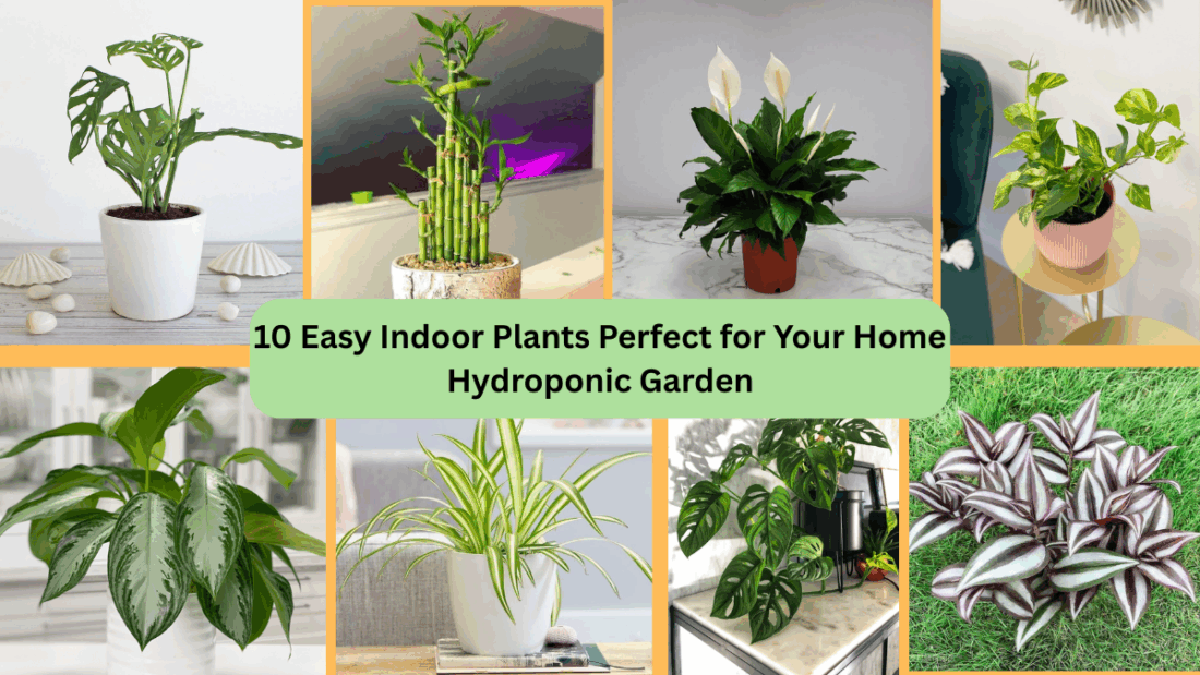 10 Easy Indoor Plants Perfect for Your Home Hydroponic Garden
