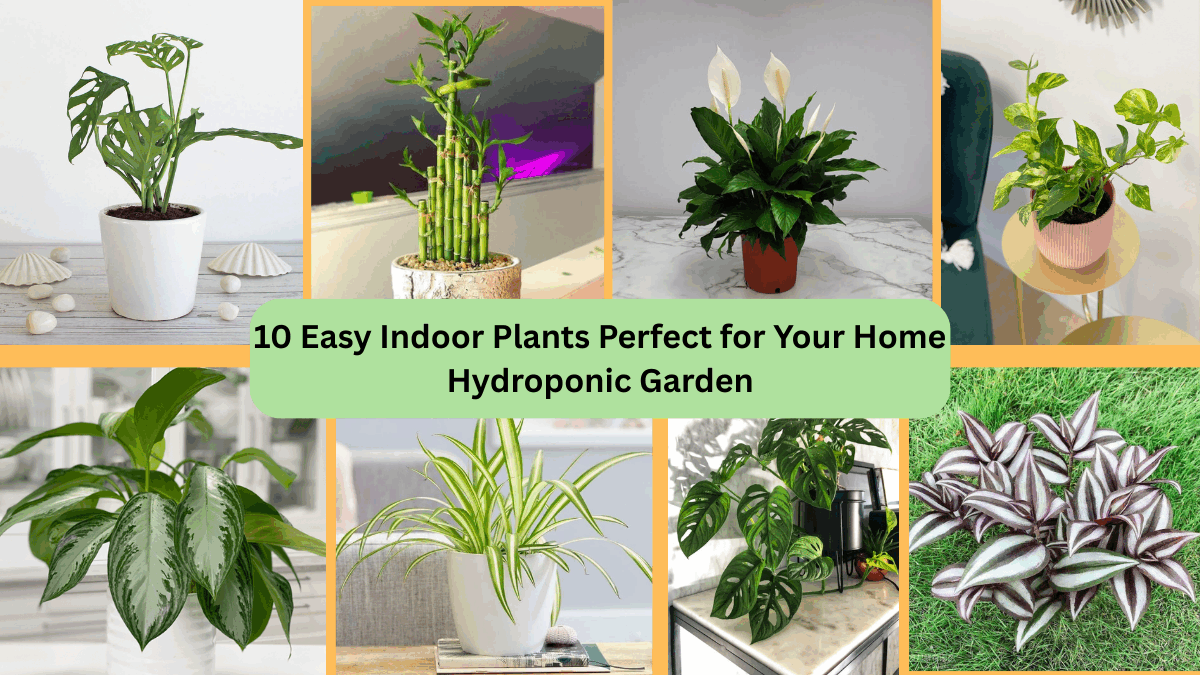 10 Easy Indoor Plants Perfect for Your Home Hydroponic Garden