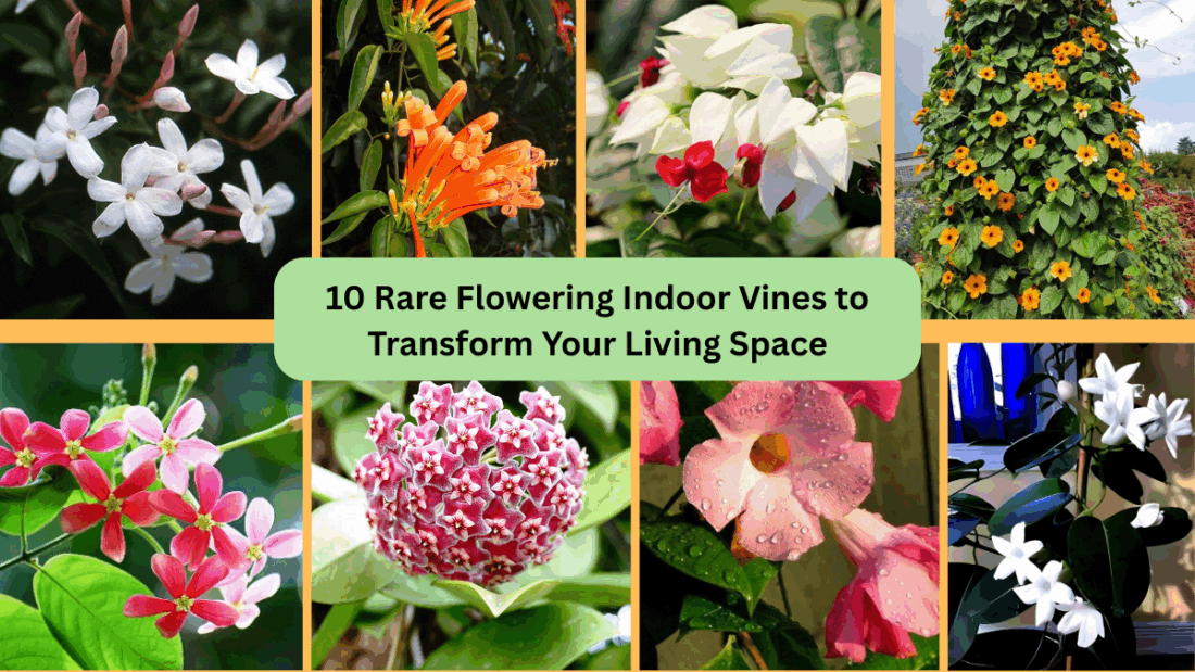 10 Rare Flowering Indoor Vines to Transform Your Living Space