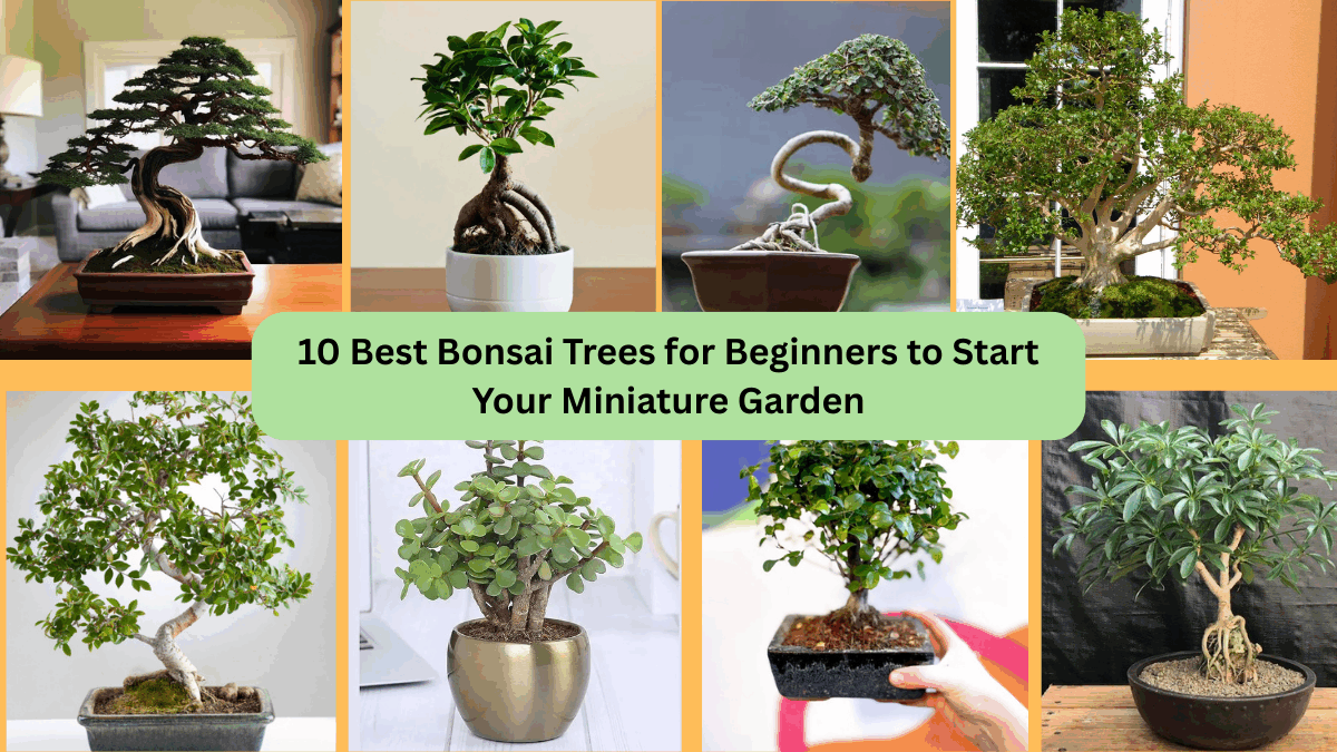 10 Best Bonsai Trees for Beginners to Start Your Miniature Garden
