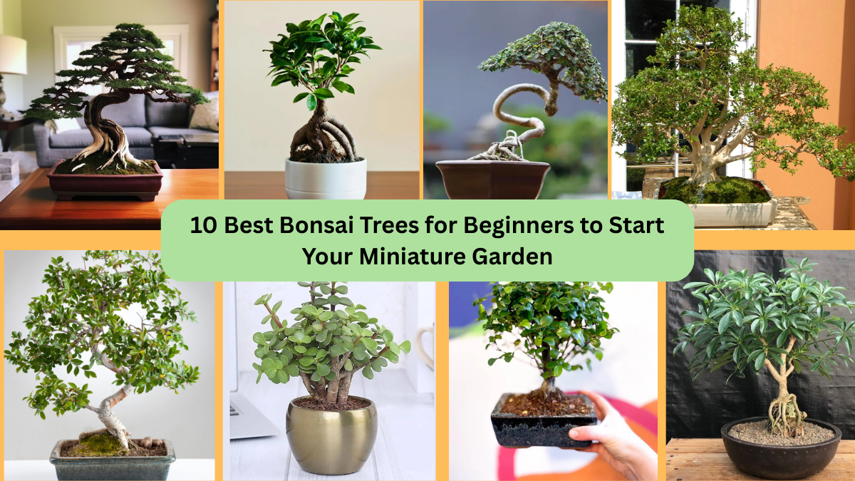 10 Best Bonsai Trees for Beginners to Start Your Miniature Garden