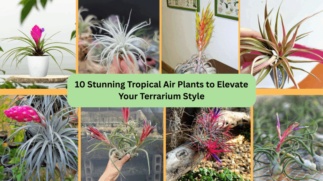 10 Stunning Tropical Air Plants to Elevate Your Terrarium Style