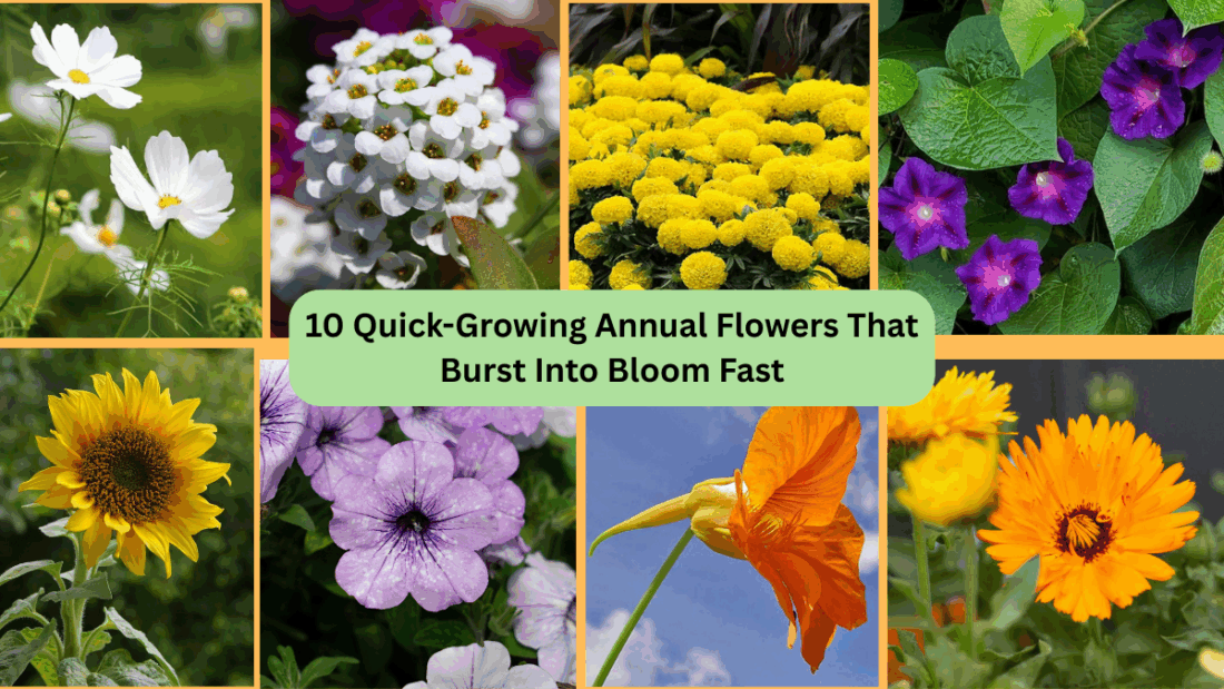10 Quick-Growing Annual Flowers That Burst Into Bloom Fast