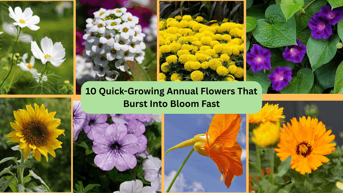 10 Quick-Growing Annual Flowers That Burst Into Bloom Fast