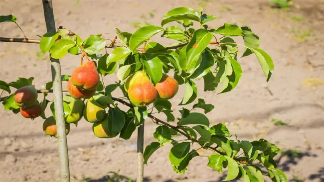How to Grow Seckel Pears in the Backyard