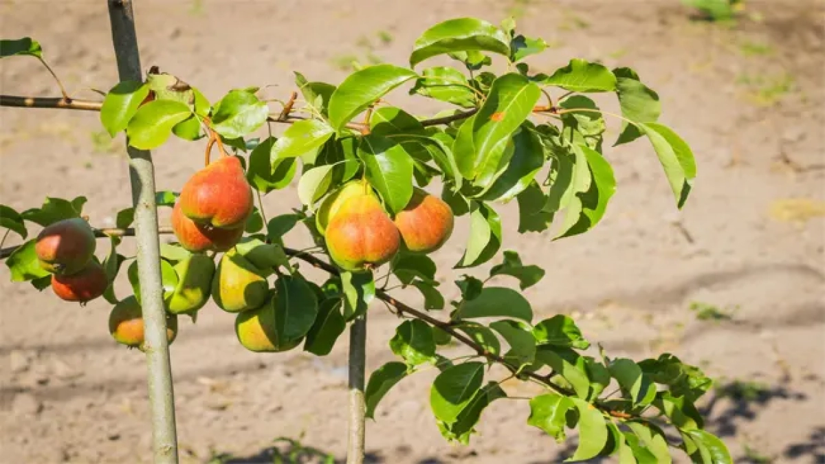 How to Grow Seckel Pears in the Backyard