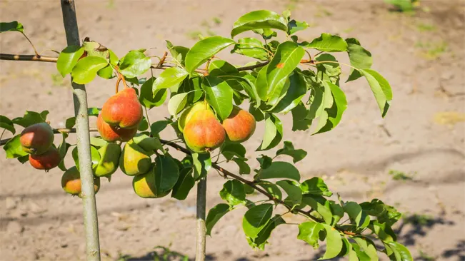 How to Grow Seckel Pears in the Backyard