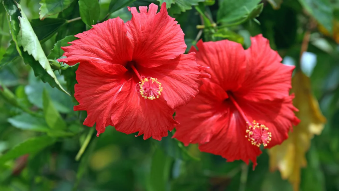 How to Care for a Hibiscus Plant Efficiently