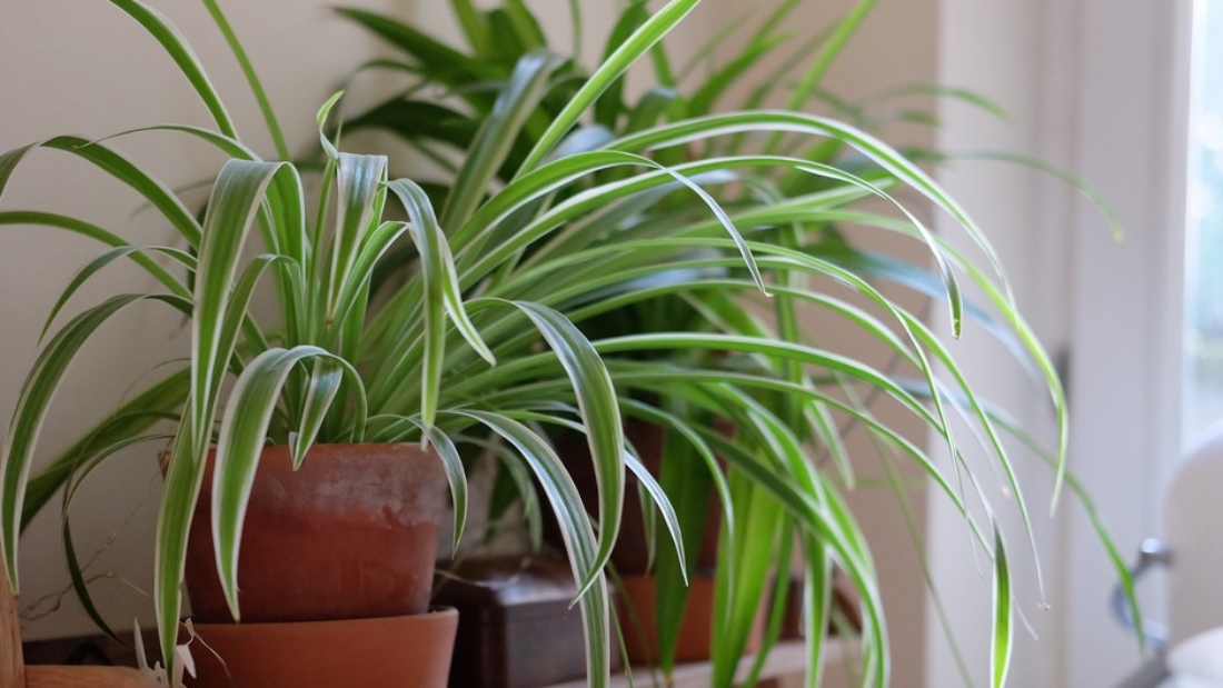 How to Care for Spider Plants Easily: A Complete Guide