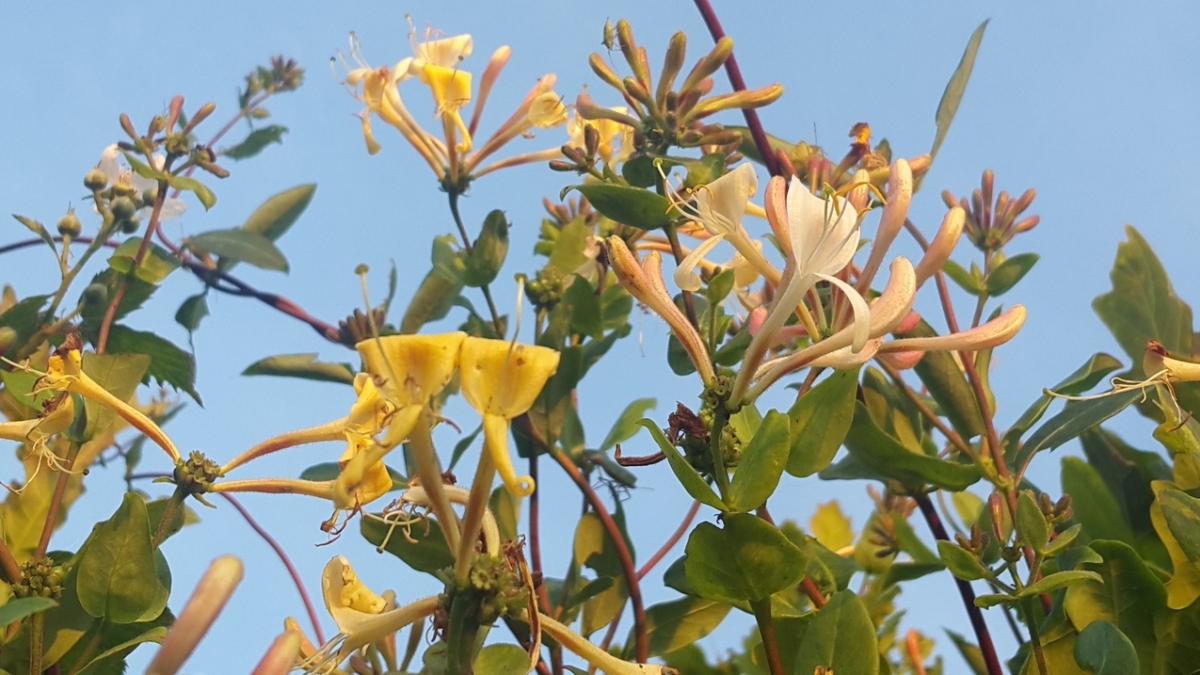 How to Grow Edible Honeysuckle Berries