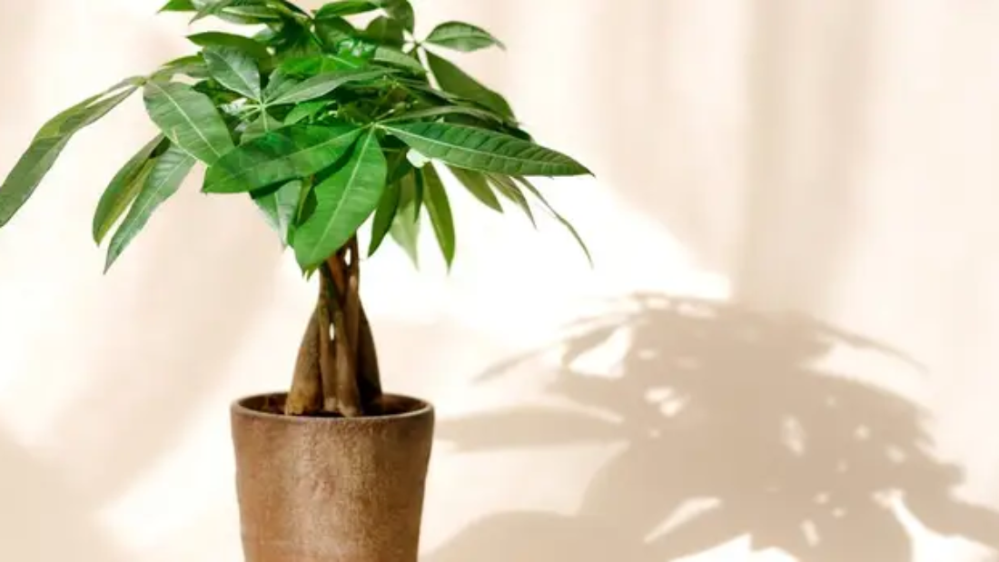 How to Care for a Pachira Plant Easily