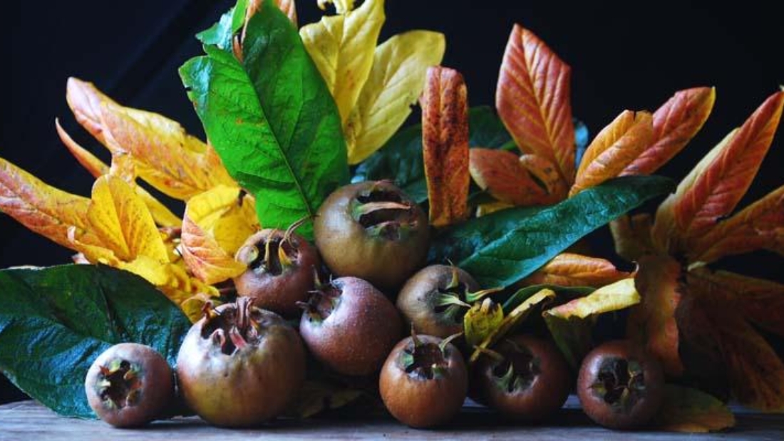 How to Grow Medlar Trees in the USA