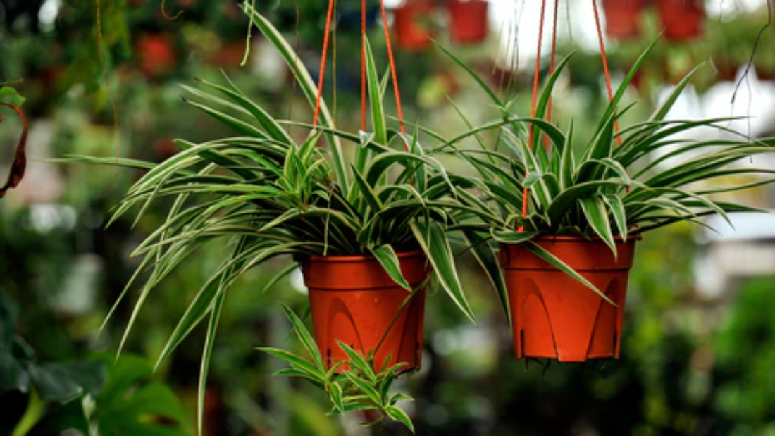 How to Care for a Spider Plant Properly