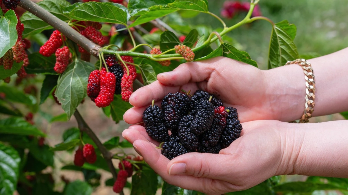How to Grow Mulberries from Seed: A Complete Step-by-Step Guide