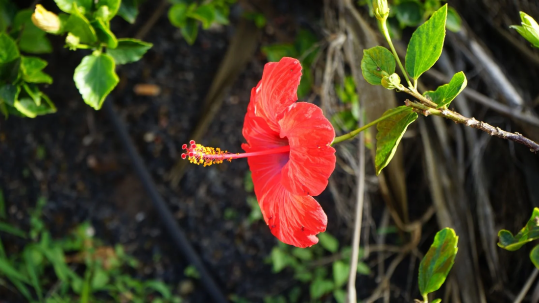 Hibiscus Plant: How to Care for Effectively - A Complete Guide for Thriving Blooms