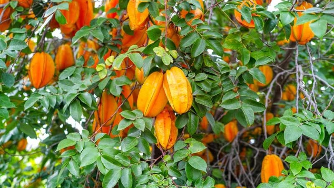 How to Grow Starfruit in a Tropical Greenhouse: A Complete Beginner’s Guide