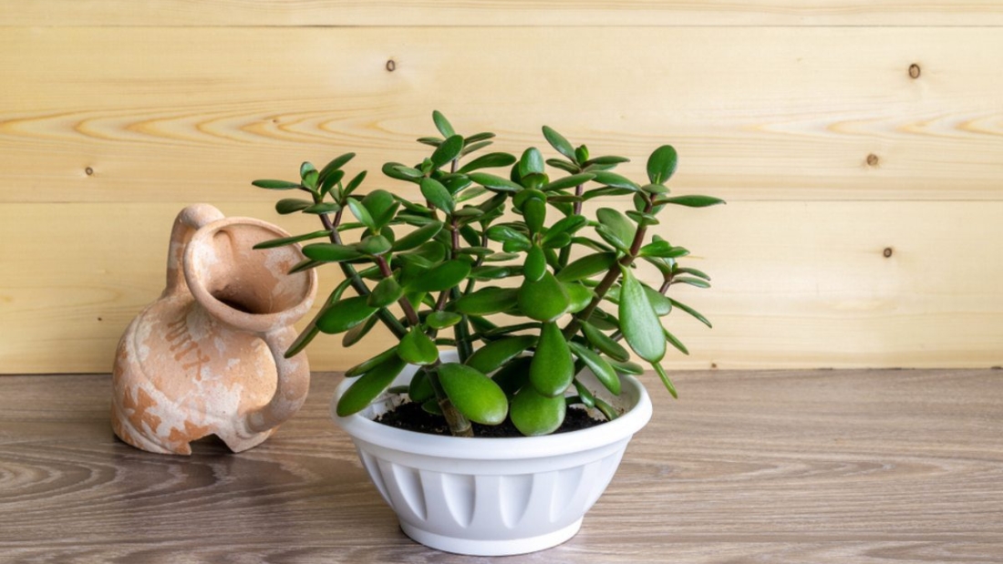 How to Care for a Jade Plant Effectively: The Ultimate Indoor Gardening Guide