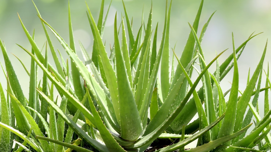 How to Care for an Aloe Plant Properly: A Detailed Guide