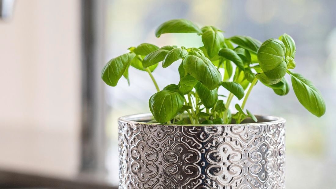 How to Take Care of a Basil Plant Properly: A Complete Guide