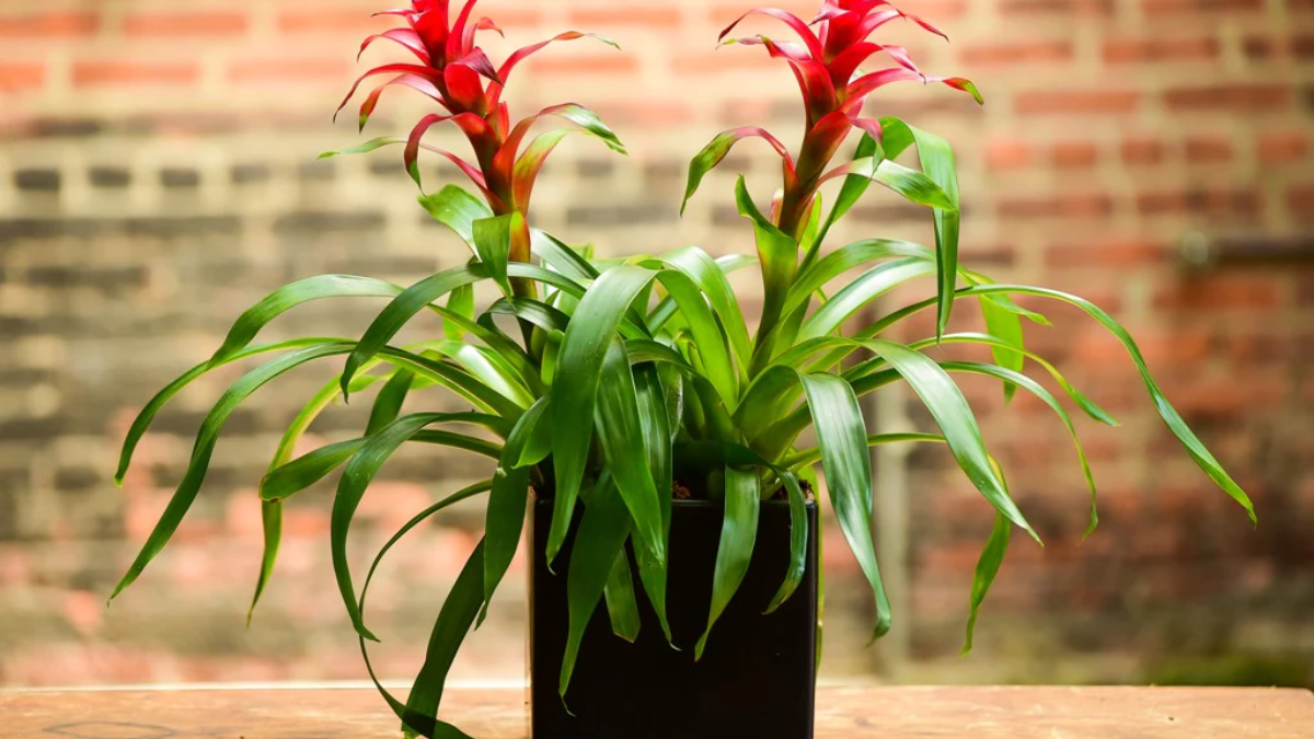 How to Care for a Bromeliad Plant Naturally