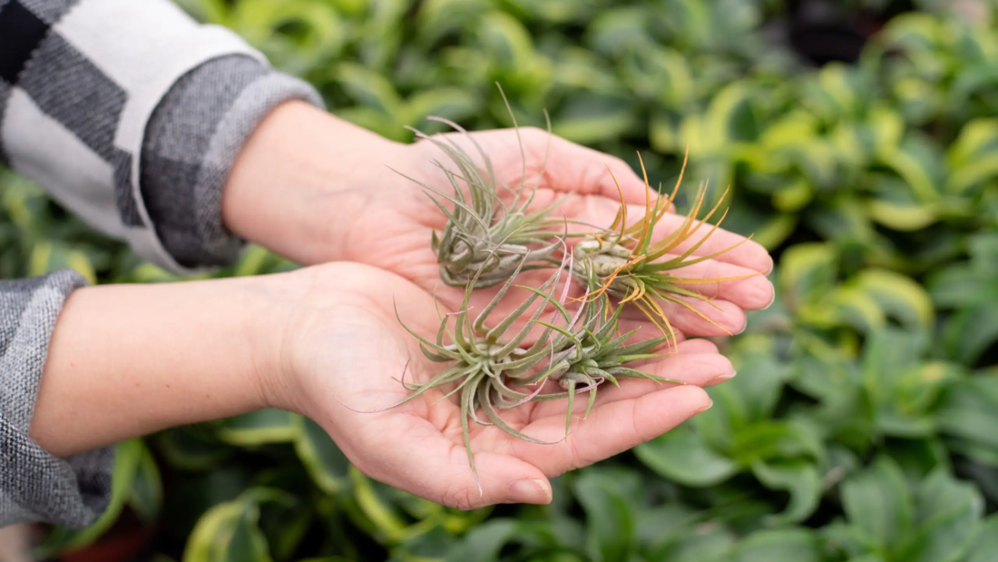 Air Plant: How to Care Efficiently