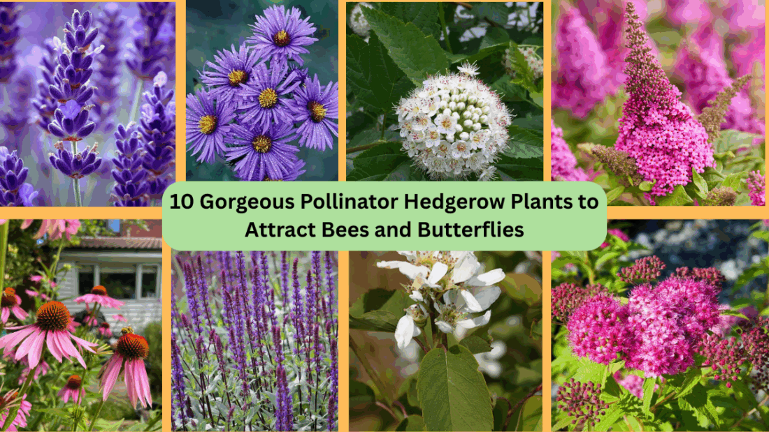 10 Gorgeous Pollinator Hedgerow Plants to Attract Bees and Butterflies