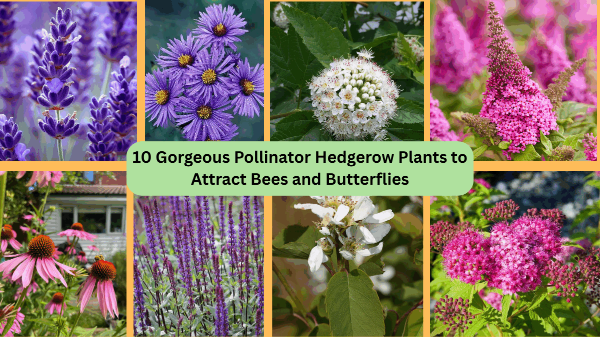 10 Gorgeous Pollinator Hedgerow Plants to Attract Bees and Butterflies