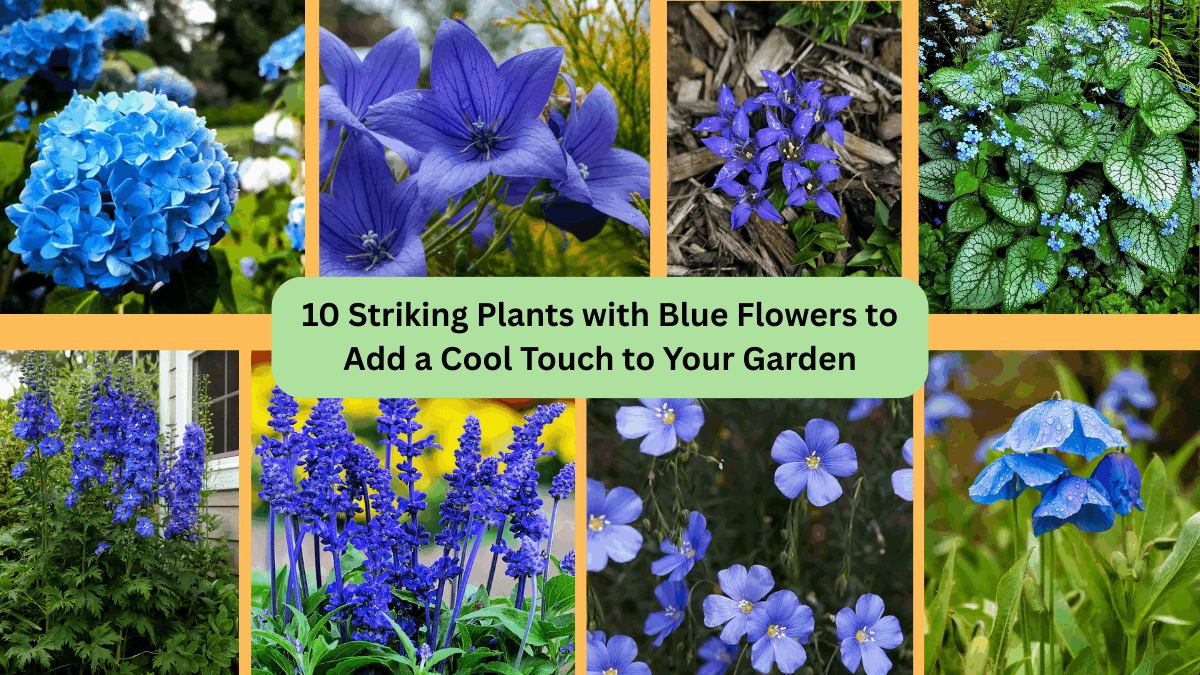 10 Striking Plants with Blue Flowers to Add a Cool Touch to Your Garden