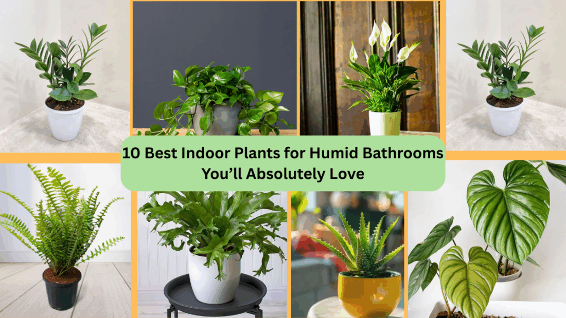 10 Best Indoor Plants for Humid Bathrooms You’ll Absolutely Love