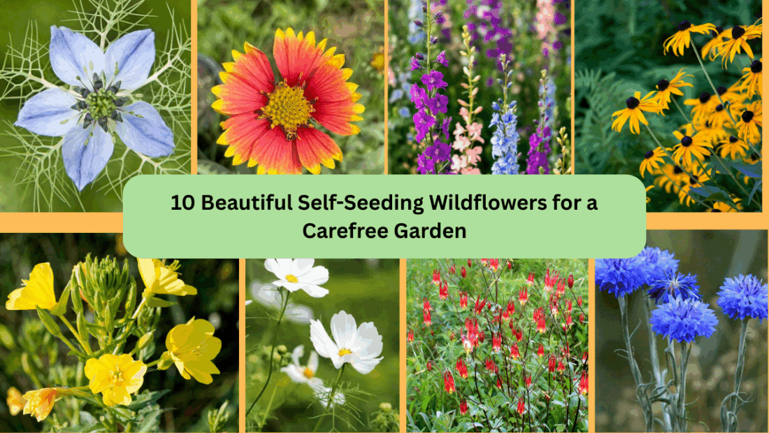 10 Beautiful Self-Seeding Wildflowers for a Carefree Garden