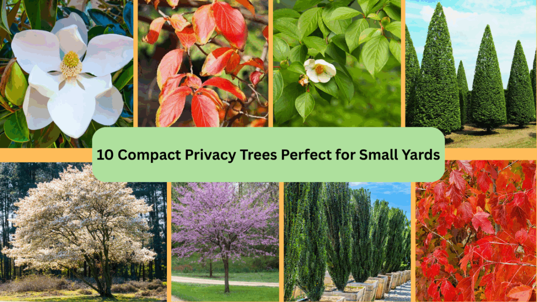 10 Compact Privacy Trees Perfect for Small Yards